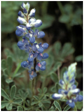 Bluebonnets