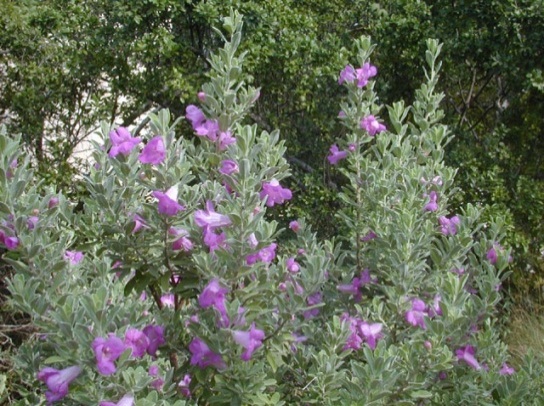 Texas Purple Sage